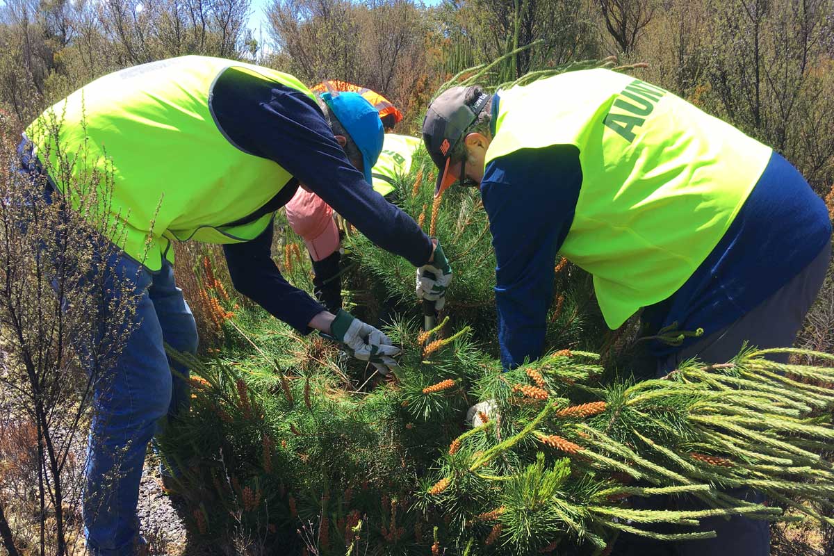 Volunteers tackling a rogue wilding conifer
