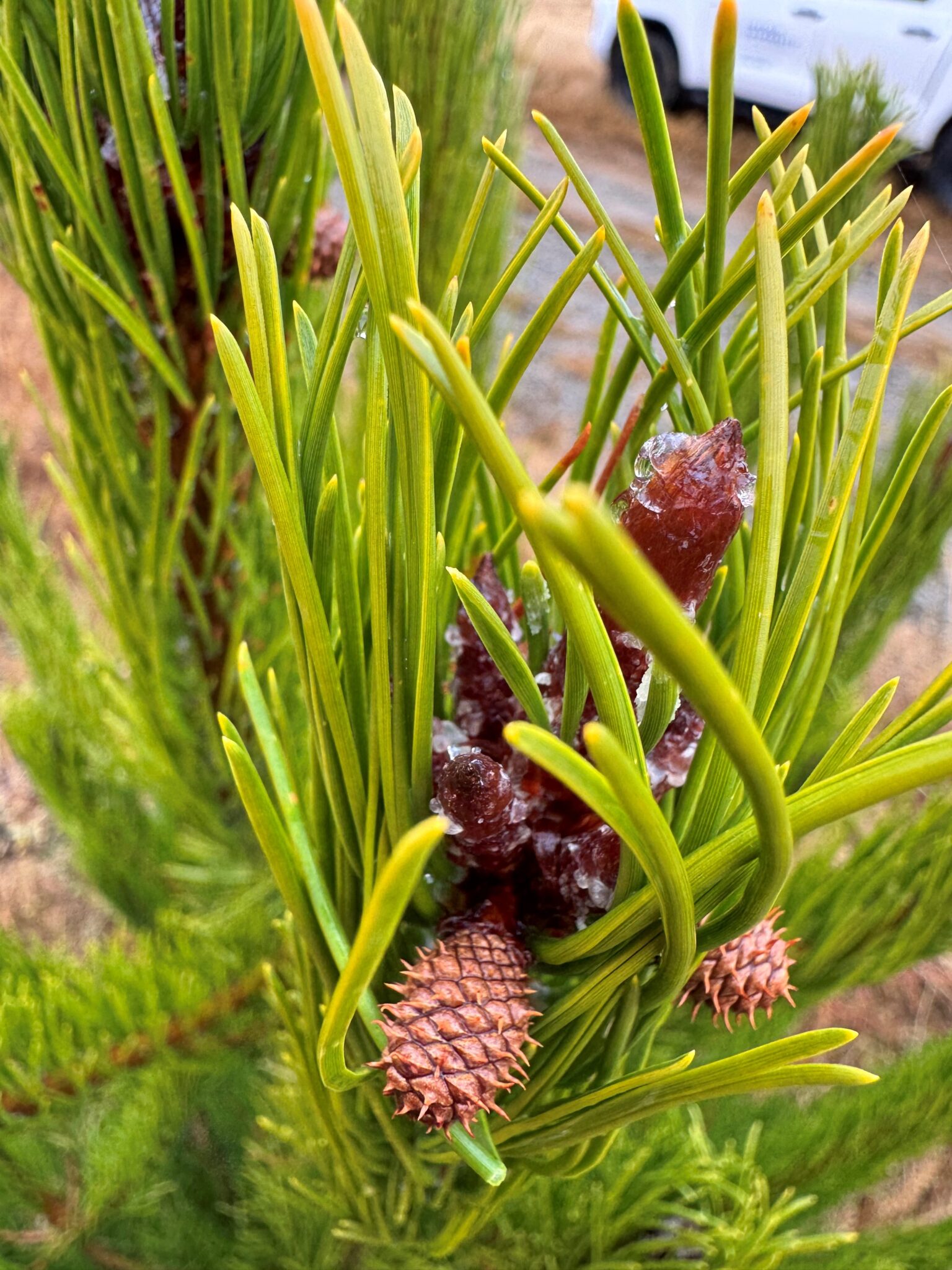 Wild in the Country - how pines sow the seeds of their own success ...